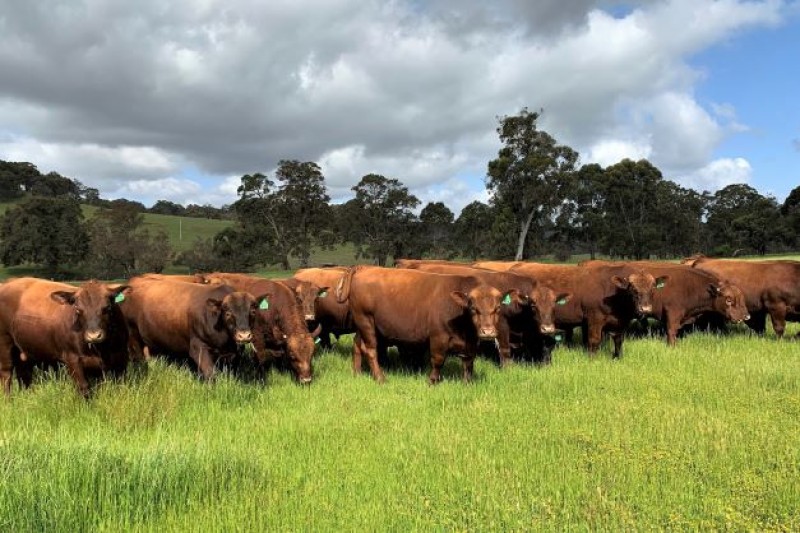 Red Angus Sale 2022