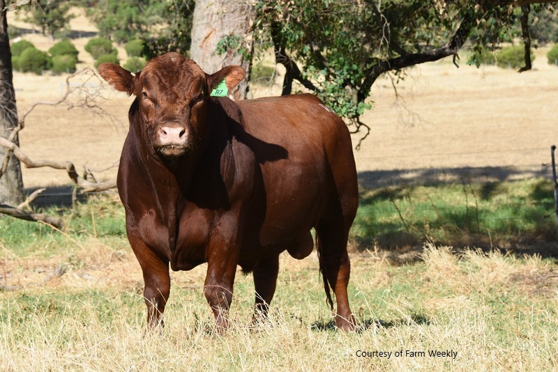 Red Angus Sale 2022
