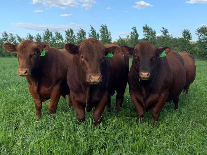 Red Angus Bull Sale 2025